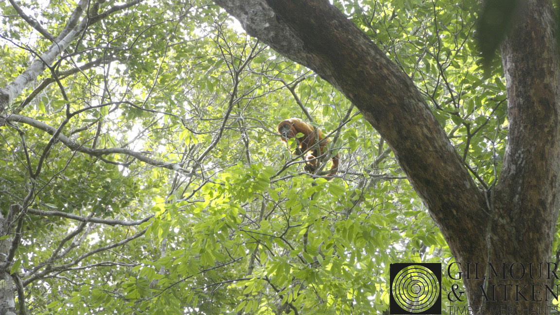 Howler Monkey – taken in logged concession