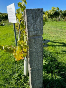 Posts are repurposed Greenheart for a vineyard on south coast